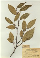 藏品(榕屬)的圖片